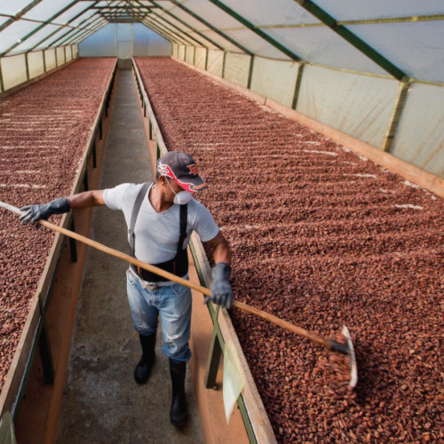 a person wearing a mask rakes cacao laid out in large trays