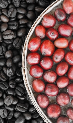 coffee berries next to roasted beans